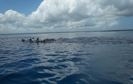 Escursione Delfini Zanzibarviaggi -