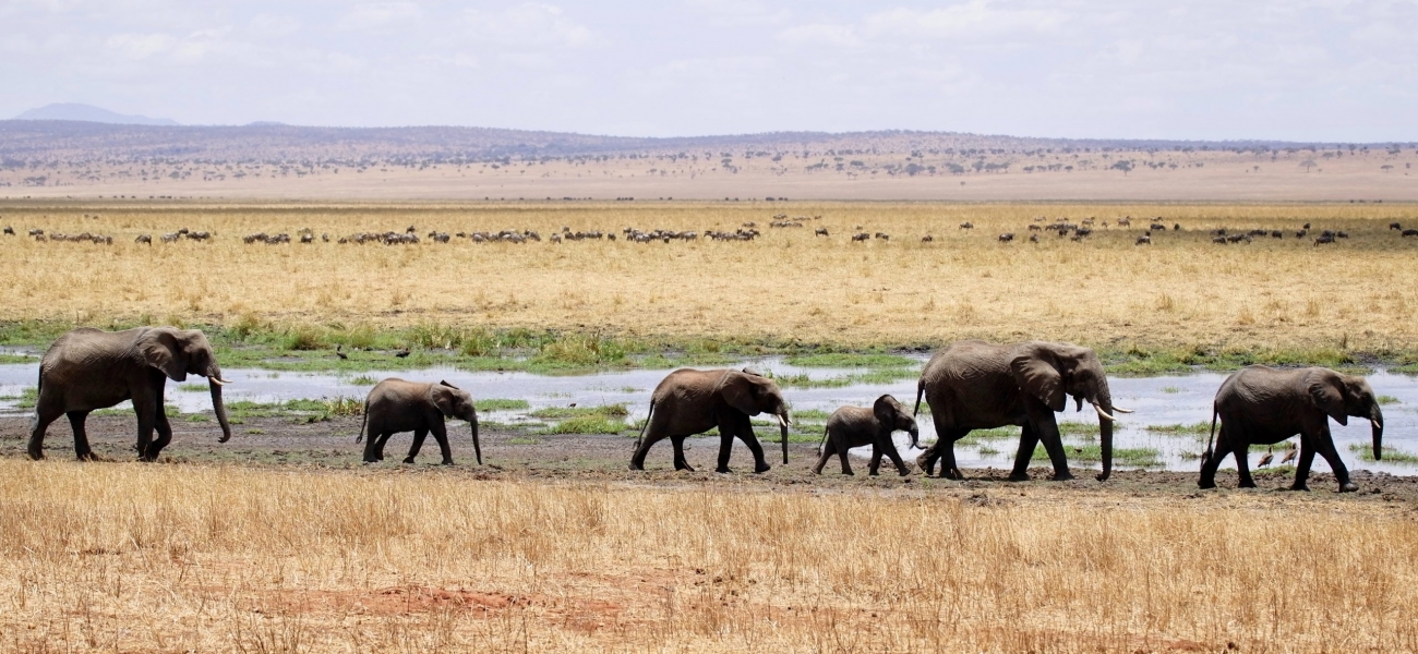 herd of gray elephants