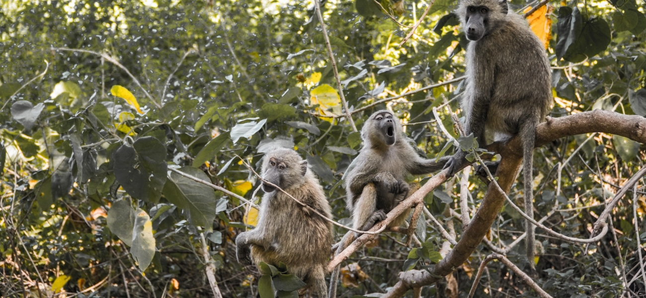 primate perching on tree