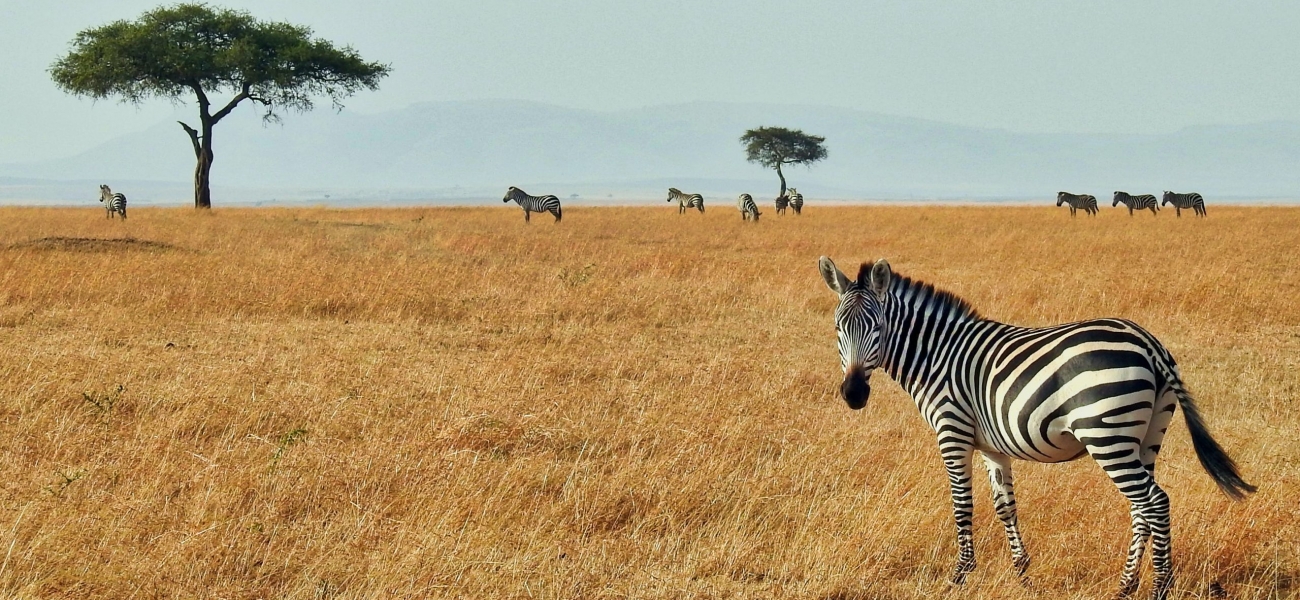 zebra in wild