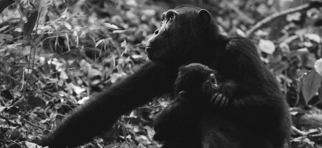 grayscale photo of two monkeys