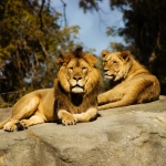 shallow focus photography of lion and lioness