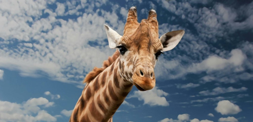 Tanzania Trail and Marathon 4 brown beige and white giraffe under white clouds 39504 -